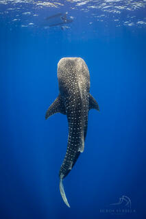 Whale shark swims vertically with its spot pattern and contrast of the deep blue ocean creating a beautiful fine art print.