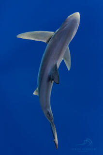 Fine art image of a silhouette of a blue shark from above with the depths of the blue ocean water below.