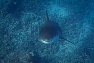 A great white shark swims right at the camera as Deron Verbeck captures the image.