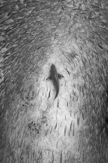 Black and white fine art print of a sandbark shark seen from above as it swims on the ocean floor through a school of fish.