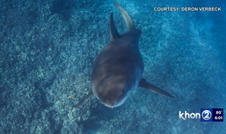 Deron's Great White Shark Encounter