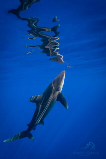 An oceanic white tip shark inspects the surface of the water in this fine art underwater photography print.