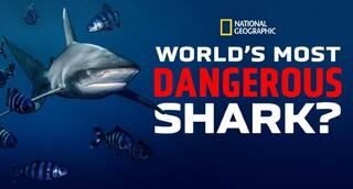 National Geographic Channel | World's Most Dangerous Shark