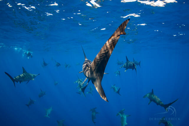 Hammerhead sharks swimming in the deep blue waters of Hawaii