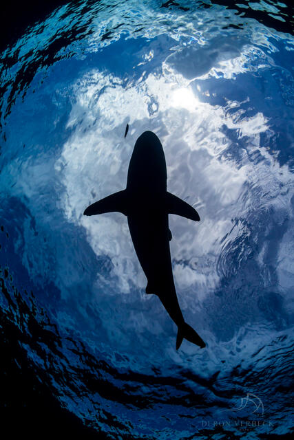 An oceanic white tip shark swims over head, silhouetted by the clouded blue sky above.