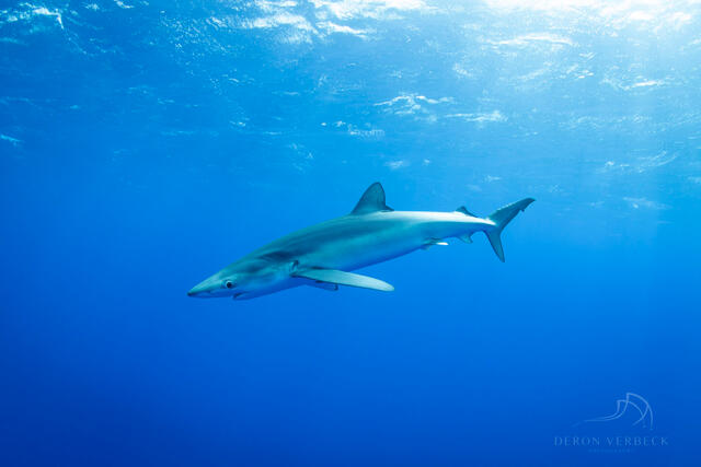 Rare picture of a blue shark swimming in the coastal waters of Hawaii.