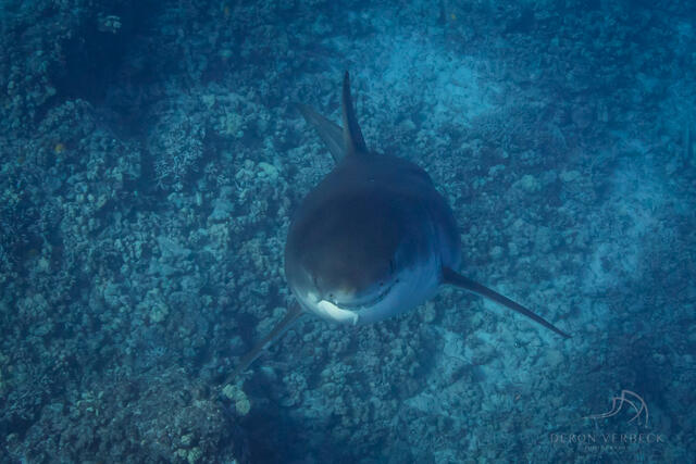 A great white shark swims right at the camera as Deron Verbeck captures the image.