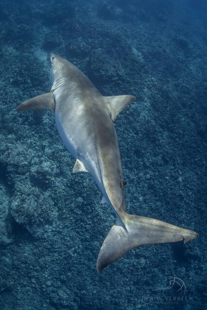 Picture of a great white shark swimming by photographer Deron Verbeck off the coast of Hawaii.