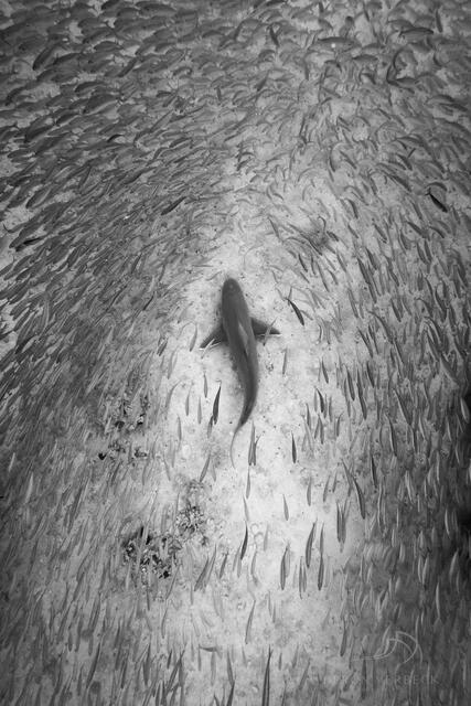 Black and white fine art print of a sandbark shark seen from above as it swims on the ocean floor through a school of fish.