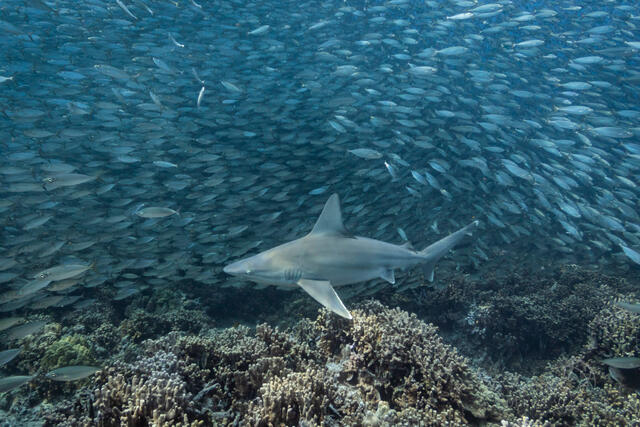 Sandbar shark swims over a coral reef and through a school of fish looking for a snack.