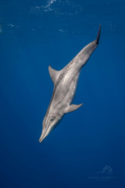 Rough tooth dolphin swims down into the deep blue sea.