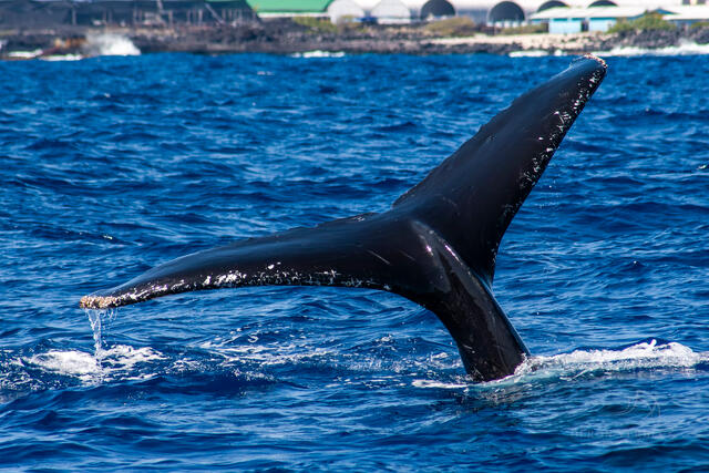 A humpback whale tail is seen out of the water in this fine art photography print after the wale breaches and then dives deep into the water.