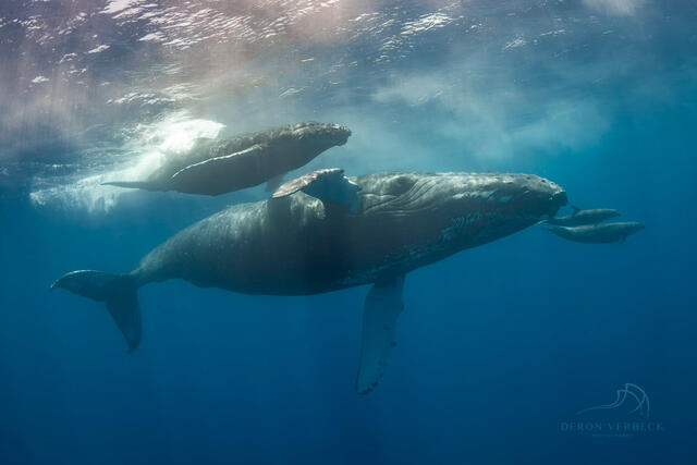 Humpback whale and calf are captured in a photograph for sale by Deron Verbeck.