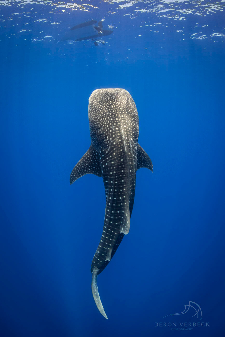 Going Vertical | Shark Photos for Sale Whale shark swims vertically with its spot pattern and contrast of the deep blue ocean creating a beautiful fine art print.